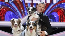 Bruno Icobet este distrus! Barbatul care a castigat "Romanii au talent" cu cainii sai a facut tragicul anunt: "Un suflet frumos a trecut dincolo de curcubeu!" | EXCLUSIV