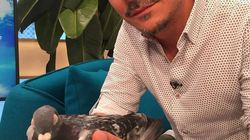 Anuntul facut de Razvan si Dani: "A fost lovit de o masina, l-am gasit pe sosea"