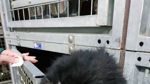 Cine este bărbatul acuzat că a ucis 60 de câini prin înfometare? Imagini apocaliptice la un adăpost de lângă Braşov FOTO