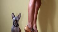 Sphynxul isi urmeaza stapana peste tot