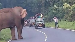 S-a apropiat de elefant ca să facă un selfie, însă ce a urmat e viral! Totul s-a transformat într-o tragedie