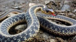 Ce inseamna cand visezi serpi. Ei apar in vis cand ai perioade de schimbare. Sa te temi sau sa te bucuri ca ii visezi? Afla!