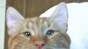 Alex Nedelcu de la Exatlon are un nou prieten: motanul Zig! S-a ataşat rapid de el şi l-a primit în familie