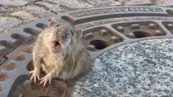 Video viral: Un șobolan gras a fost salvat de o armată de oameni, după ce a rămas blocat într-un capac de canal