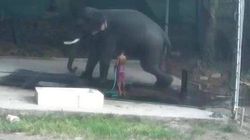 Un indian a fost strivit de un elefant pe care l-a lovit cu bâta pentru a-l forța să se așeze VIDEO 