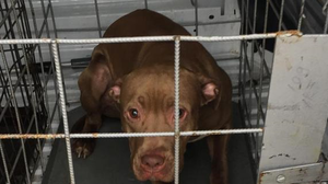 S-a dat prima sancțiune pentru abandon canin! Motivul pentru care Oxy, un pitbull de un an și jumătate, a fost abandonat pe străzile Capitalei