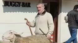 Gigi Becali a ieșit iar cu oile pe stradă prin Pipera! Imagini VIDEO fabuloase