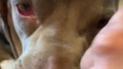 Imagini horror cu un câine care s-a născut cu o gură în loc de ureche