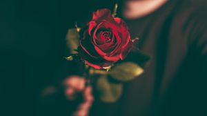 5 motive pentru a darui trandafiri criogenati