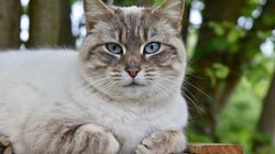 Australia va omorî două milioane de pisici cu cârnați otrăviți