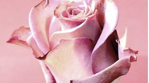 Trandafiri criogenati ideali pentru a fi daruiti vara