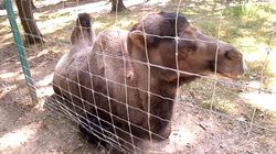 Decizia halucinantă a autorităților: Nuțu Cămătaru își primește cămila înapoi. Motivele pentru care animalul a revenit în posesia lui