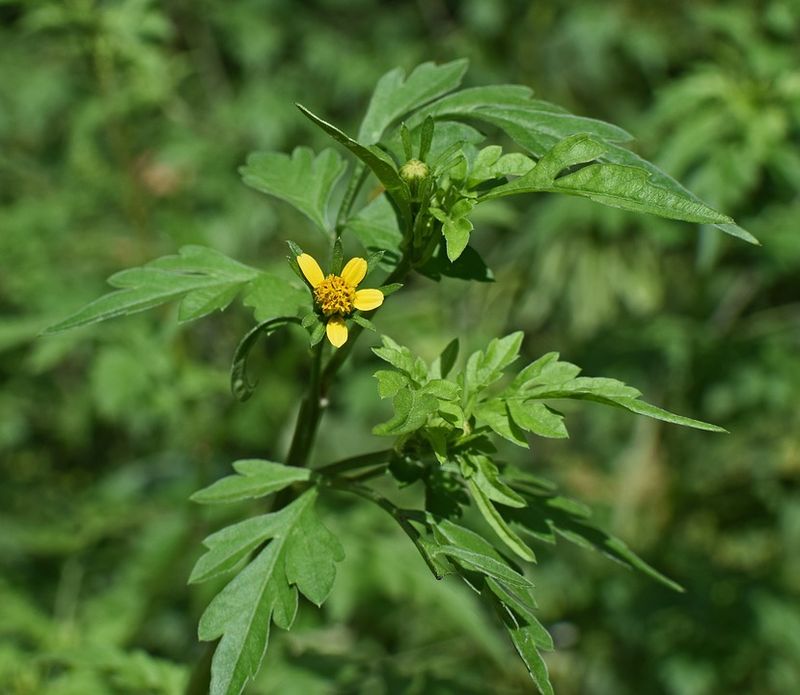 Alergia la Ambrozie