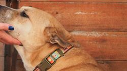 Misterul casei din pădure în care a murit Cristina Țopescu! De ce s-a mutat aici și câți bani plătea pe lună, chirie | EXCLUSIV