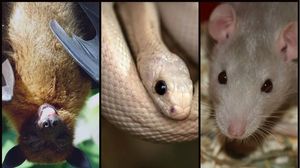 S-a aflat! Care este animalul de la care provine coronavirus. Medicii avertizează că este foarte periculos