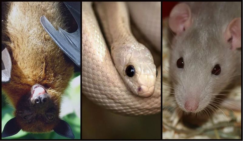 S-a aflat! Care este animalul de la care provine coronavirus. Medicii avertizează că este foarte periculos