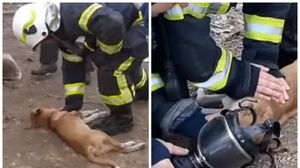 VIDEO Momente emoționane în Vrancea, unde pompierii resuscitează doi căței și o pisică, salvați dintr-un incendiu