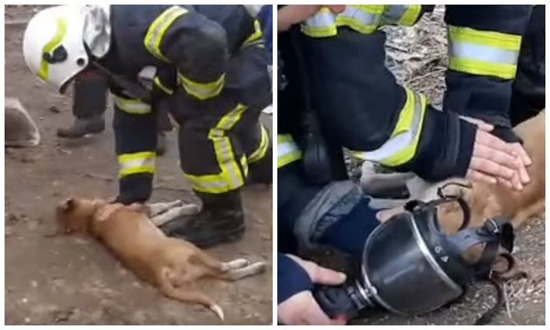 VIDEO Momente emoționane &icirc;n Vrancea, unde pompierii resuscitează doi căței și o pisică, salvați dintr-un incendiu