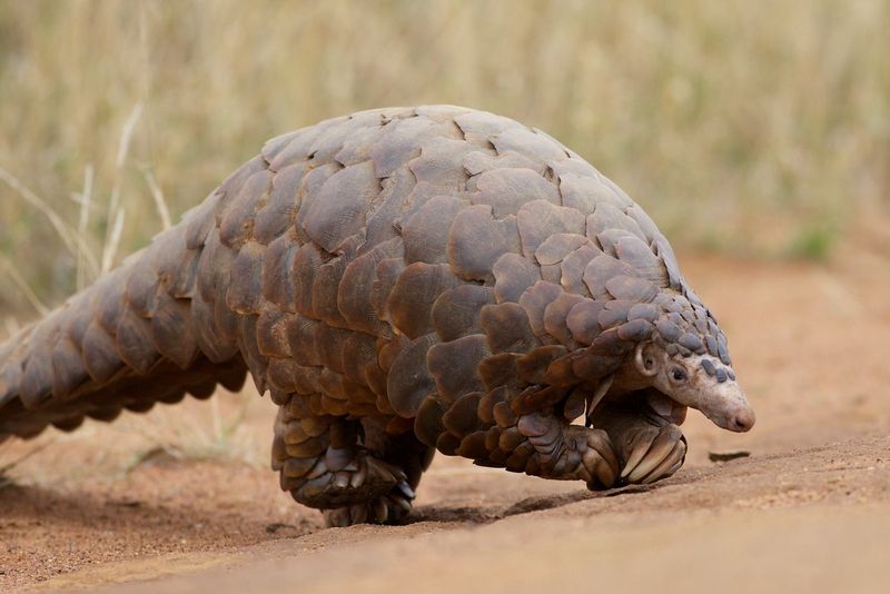 Animal coronavirus. Ce este pangolinul, animalul de la care ar fi pornit virusul mortals. Ce este pangolinul, animalul de la care ar fi pornit virusul mortal