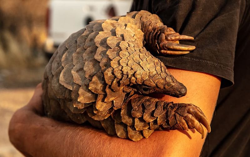 Animal coronavirus. Ce este pangolinul, animalul de la care ar fi pornit virusul mortal