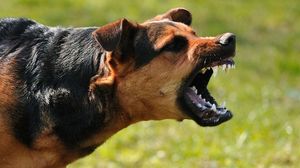 Un bărbat din Hunedoara, mutilat de o haită de câini