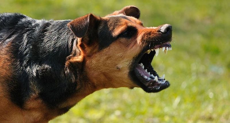 Un bărbat din Hunedoara, mutilat de o haită de câini