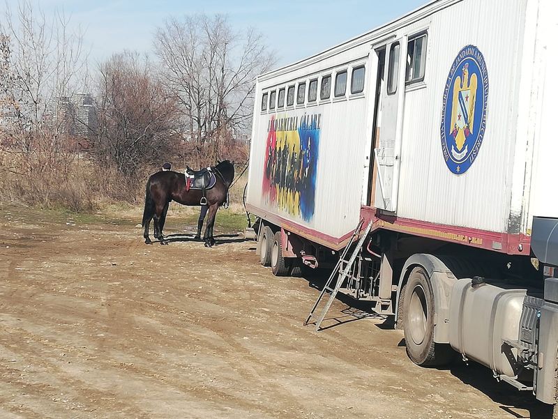 Florin Salam, vila salam berceni, delta vacaresti, jandarmi calare acasa salam, manelist florin salam