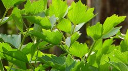 Ceai de leustean. Ce se intampla in corpul tau cand il bei