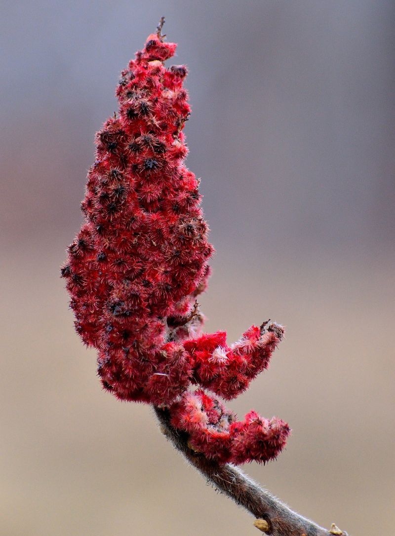 Sumac, condimentul acrisor cu proprietati miraculoase. Ce este si cum se foloseste