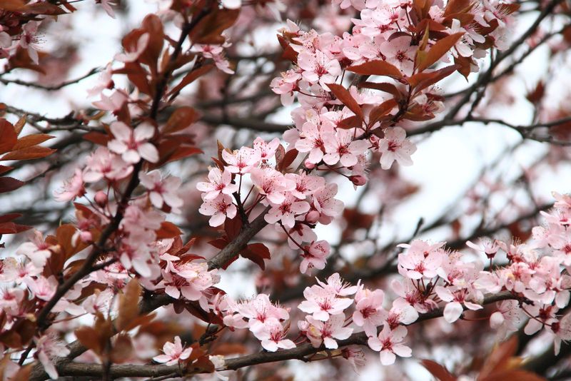 Prognoza meteo pentru aprilie 2020. Vreme schimbatoare, temperaturi neobisnuite
