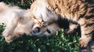 Nu interactionati cu animalele de companie daca aveti COVID-19