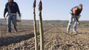 Condițiile inumane pe care le suportă românii plecați la cules