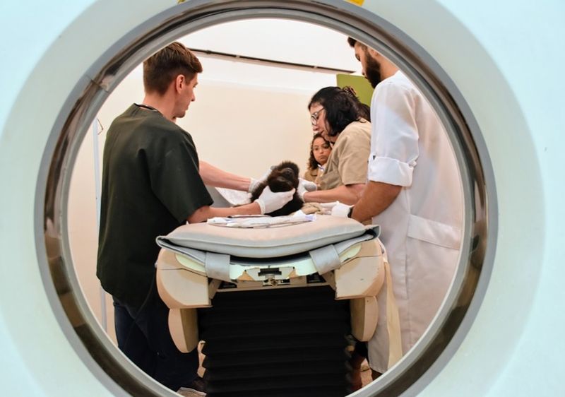 Tomograf care depistează infectații cu COVID-19 a ajuns în București  Tomograf care depistează infectații cu COVID-19 a ajuns în București