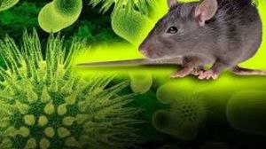 Alertă la nivel mondial! Un nou virus periculos amenință omenirea. Au fost infectate deja zeci de persoane