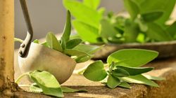 Planta cu proprietati vindecatoare pe care trebuie sa o ai in casa