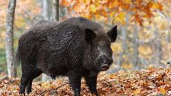 După focarele de coronvirus, un altul a fost descoperit! Se suspectează că pesta porcină a lovit din nou