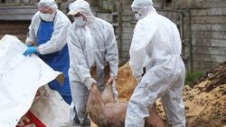 Nou focar de pestă porcină africană în judeţul Timiş