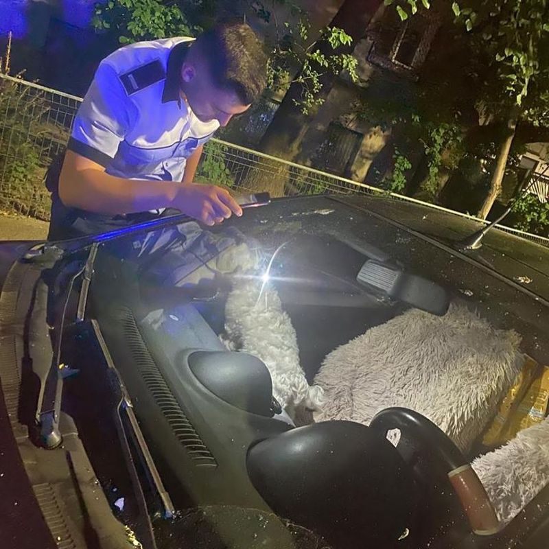 Cruzime fără margini. O femeie și-a închis cățelul în mașină timp de trei zile. Cum a fost găsit de autorități? Îți dau lacrimile
