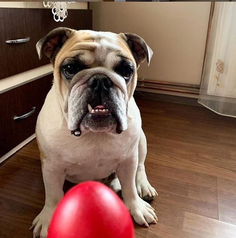 Vloggerul Colo și-a făcut câinele influencer