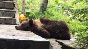 Guleratul, ursul mascotă pentru turiști a fost împușcat