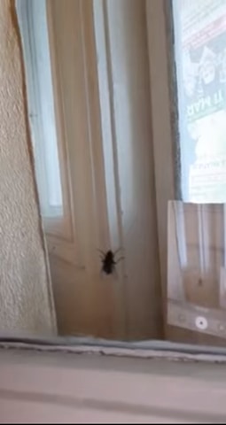 Vulpița s-a făcut de rușine în fața tuturor! A vorbit cu o muscă și....Totul a fost filmat. VIDEO