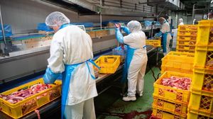 Români bătuți de mafioți ruși în Germania: „Ne-au amenințat că ne zboară creierii dacă nu ne ducem la muncă”