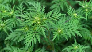 Ambrozia, buruiana ce dă de cap sutelor de mii de români