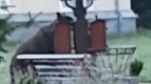 Urșii au năvălit în curtea unității medicale