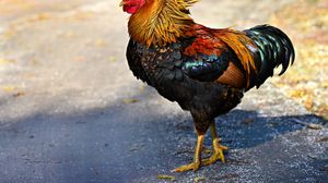  Un polițist a fost omorât de un cocoș