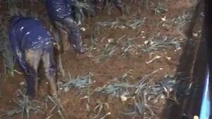 Români în marea britanie