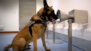 Câini polițiști instruiți să adulmece coronavirusul