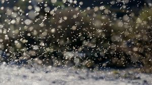 Efemeridele au apărut în Delta Dunării!