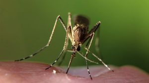 Invazie de țânțari în Capitală, după ploile abundente din ultima perioadă!