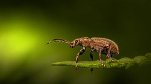 Cum să scapi de insectele din casă